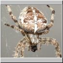 Araneus diadematus - Gartenkreuzspinne 11.jpg